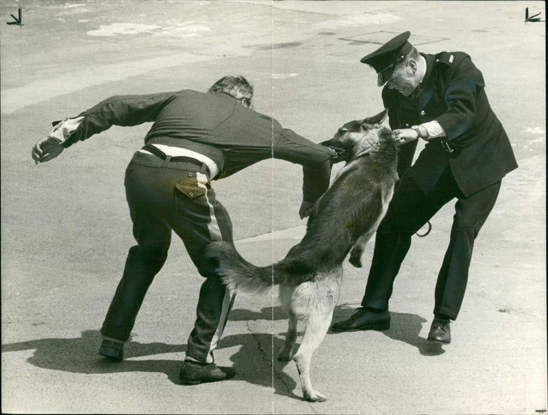 Sgt. A. Wilkinson disquised as an escaping convict. - Vintage Photograph