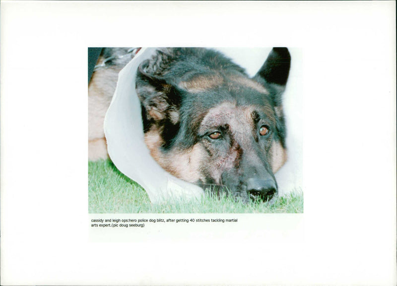 A hero Police Dog bitz. - Vintage Photograph