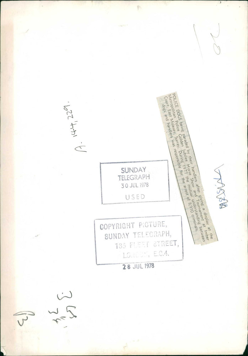 Police Dog being paraded by their handlers. - Vintage Photograph