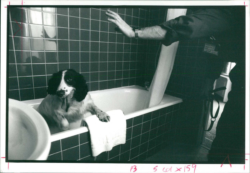 A police sniffer dog checks a hotel bathroom. - Vintage Photograph