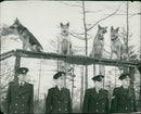Four Alsatians King , Carld , Jake and Jason. - Vintage Photograph
