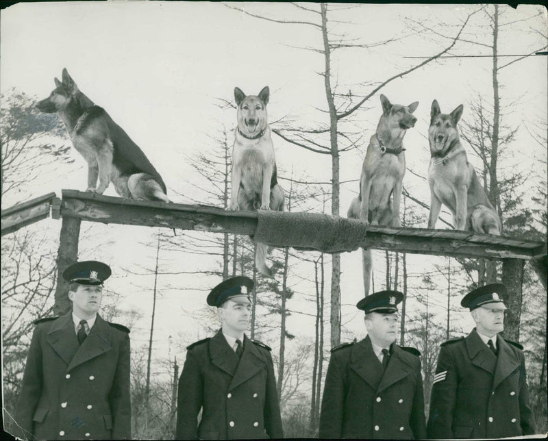 Four Alsatians King , Carld , Jake and Jason. - Vintage Photograph