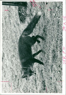 fox - Vintage Photograph