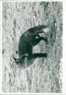 fox - Vintage Photograph