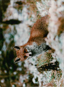 fox - Vintage Photograph