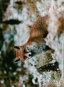fox - Vintage Photograph