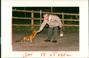 frank sturt feeds a fox - Vintage Photograph