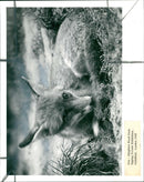 fox - Vintage Photograph