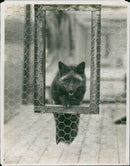 fox - Vintage Photograph