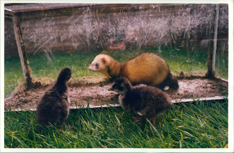 Ferret Animal - Vintage Photograph