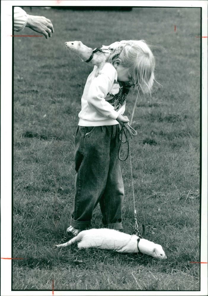 Ferret Animal - Vintage Photograph