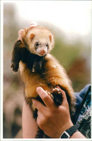 Ferret Animal - Vintage Photograph