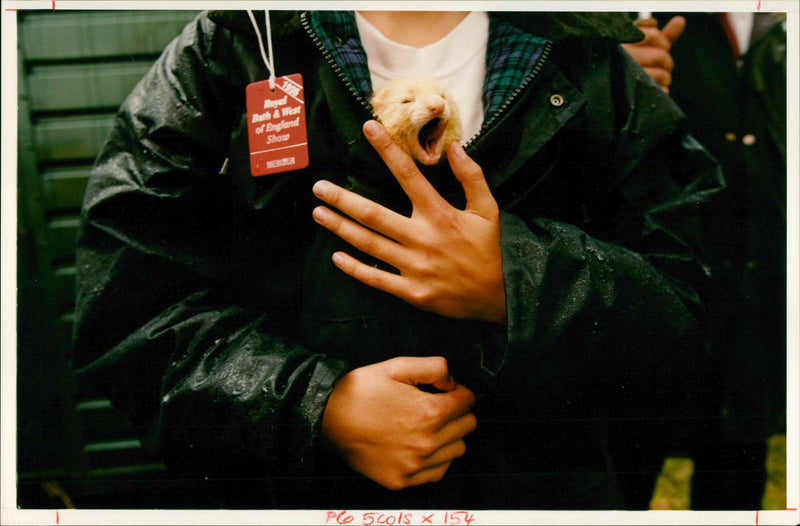 Ferret Animal - Vintage Photograph