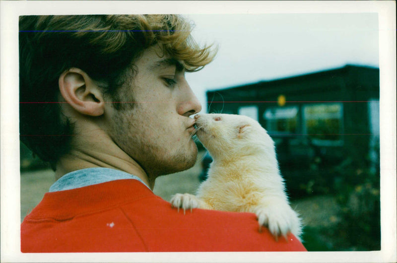 Ferret Animal - Vintage Photograph