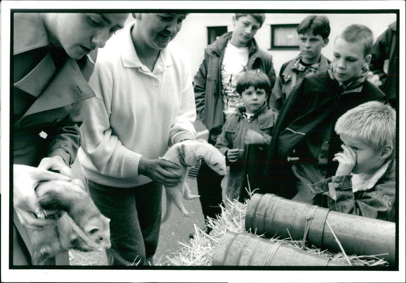 Ferret Animal racing - Vintage Photograph