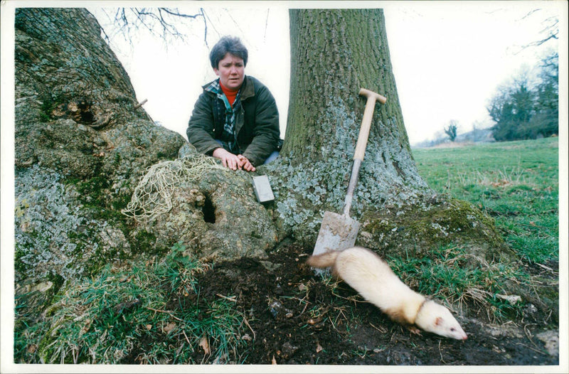 Ferret Animal - Vintage Photograph