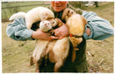 Ferret Animal - Vintage Photograph