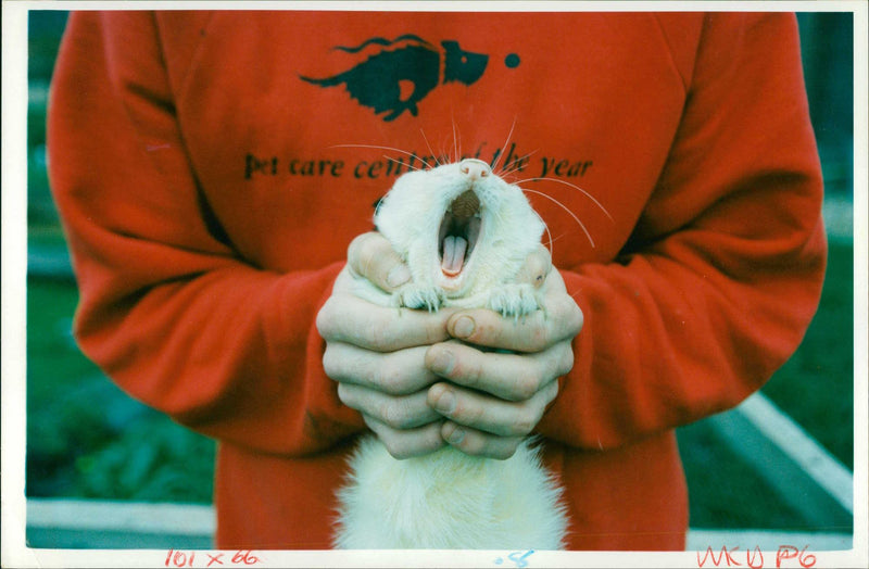 Ferret Animal - Vintage Photograph