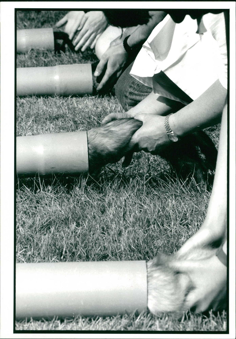 Ferret Animal racing - Vintage Photograph