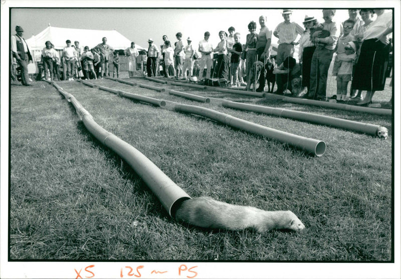 Ferret Animal racing - Vintage Photograph