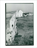 Angolan Civil War - Vintage Photograph