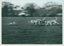 The dogs pursuing the hare - Vintage Photograph