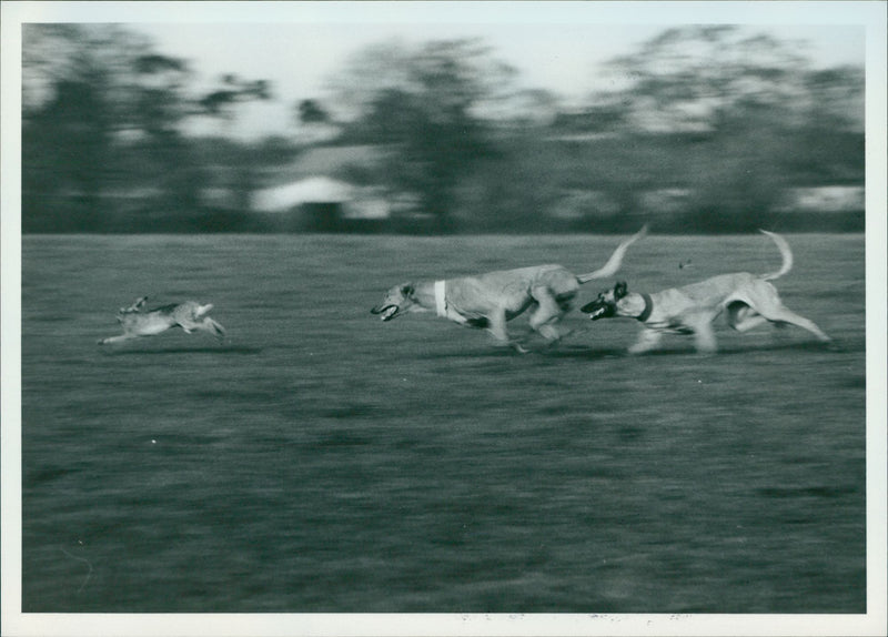 The dogs pursuing the hare - Vintage Photograph