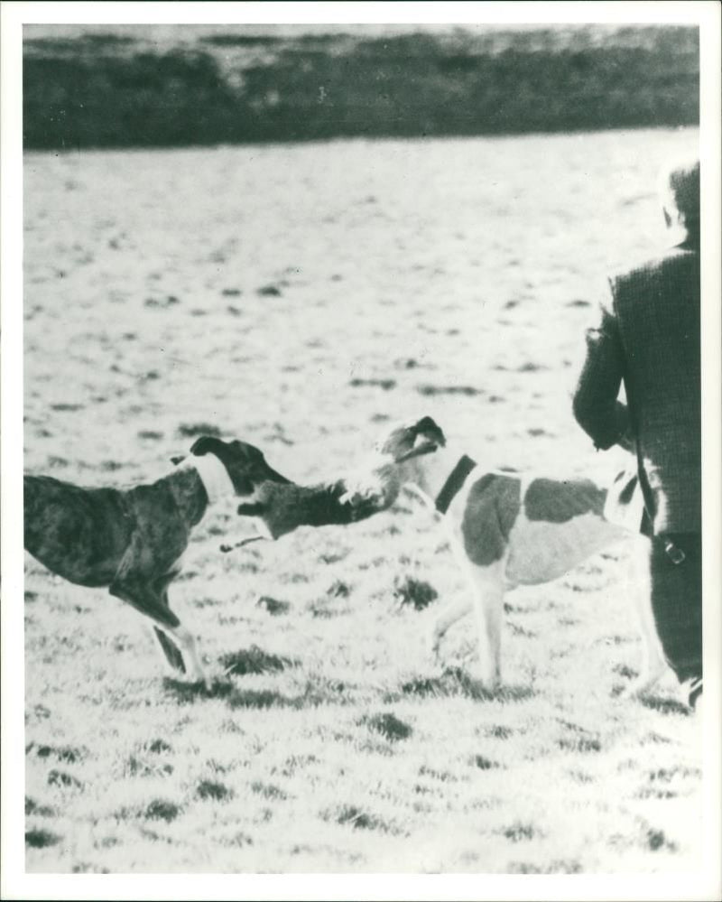 A man carrying two dogs - Vintage Photograph