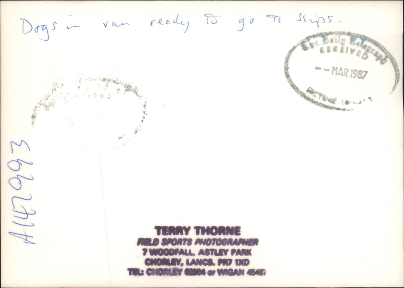 Dogs in shelter - Vintage Photograph