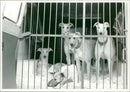 Dogs in shelter - Vintage Photograph