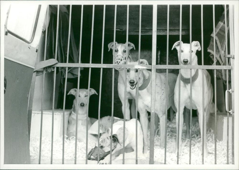 Dogs in shelter - Vintage Photograph