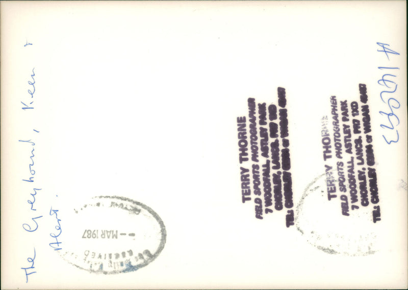 A Dog - Vintage Photograph