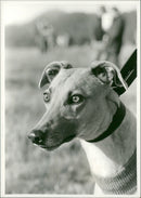 A Dog - Vintage Photograph