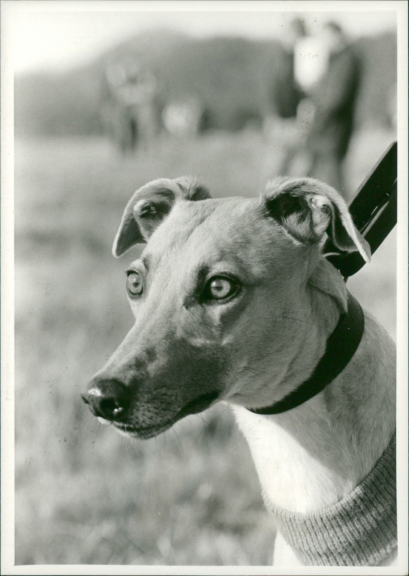 A Dog - Vintage Photograph