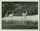Animal: Gazelle - Vintage Photograph