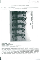 US RAnger - Vintage Photograph