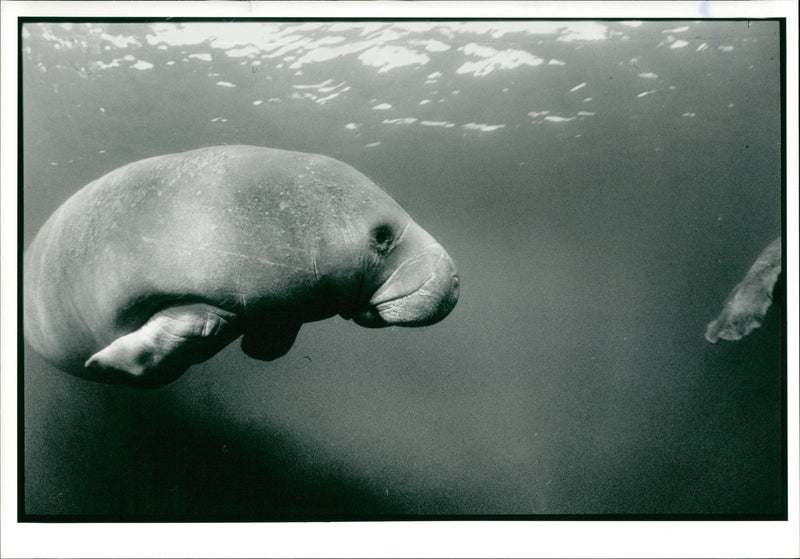 Sea cows Animal - Vintage Photograph