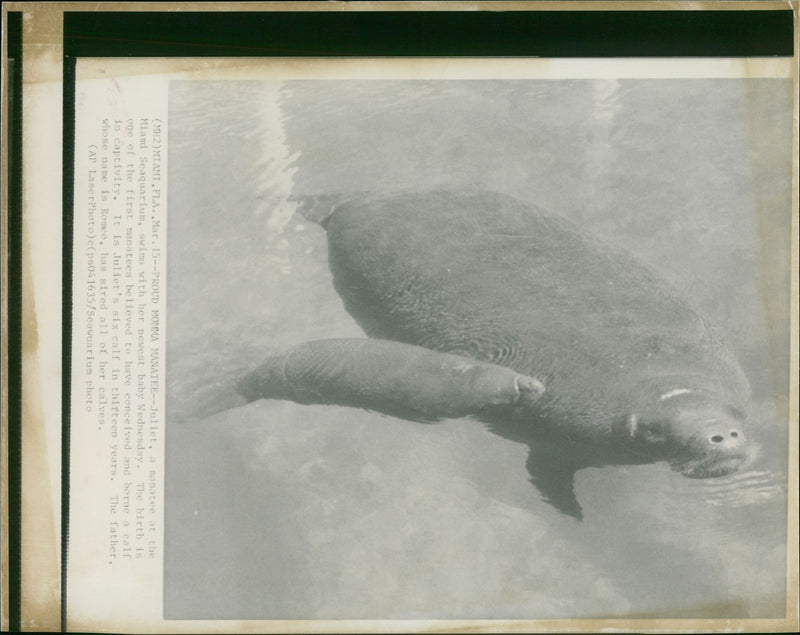 Sea cows Animal - Vintage Photograph