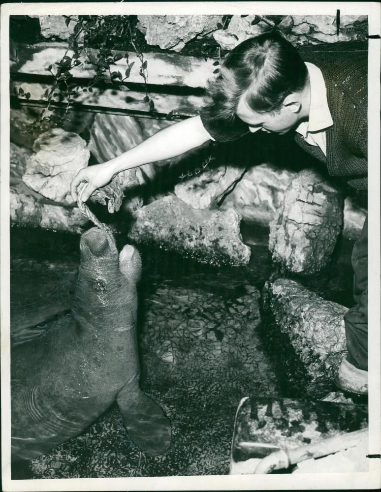 Sea cows Animal - Vintage Photograph