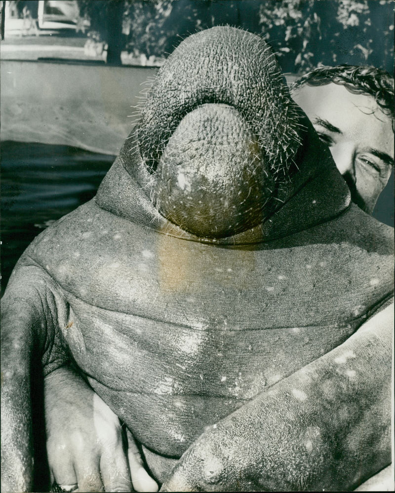 Sea cows Animal - Vintage Photograph