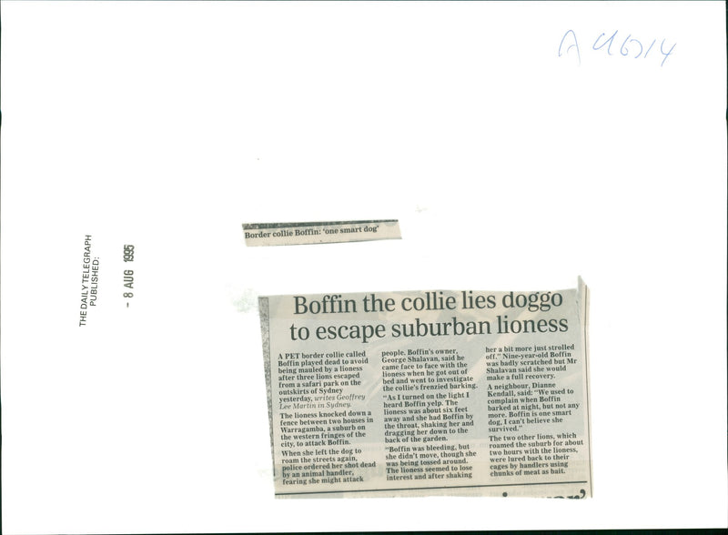 Dog: Boffin - Vintage Photograph