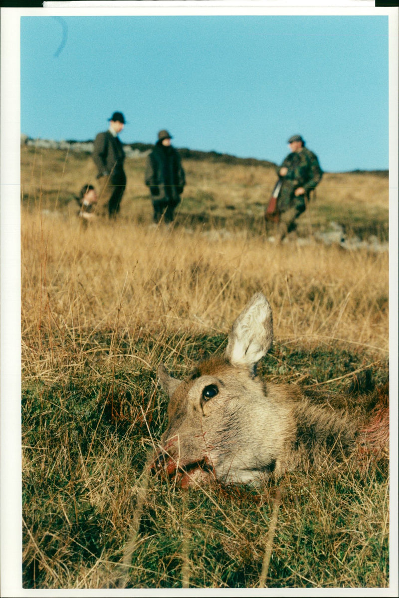 Isle of jura scotland head of an animal died. - Vintage Photograph