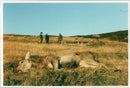 Isle of jura scotland animals died. - Vintage Photograph
