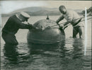 Minesweeping operations. - Vintage Photograph