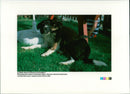Dog: Sam - Vintage Photograph