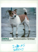 Dog condemned in will dies in hiding. - Vintage Photograph