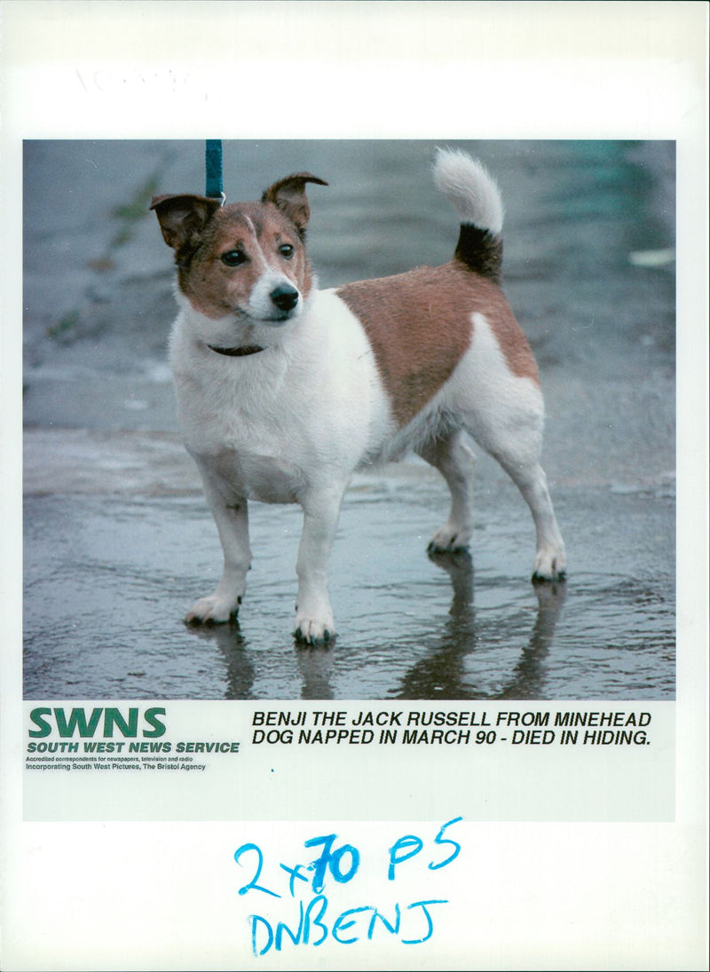 Dog condemned in will dies in hiding. - Vintage Photograph