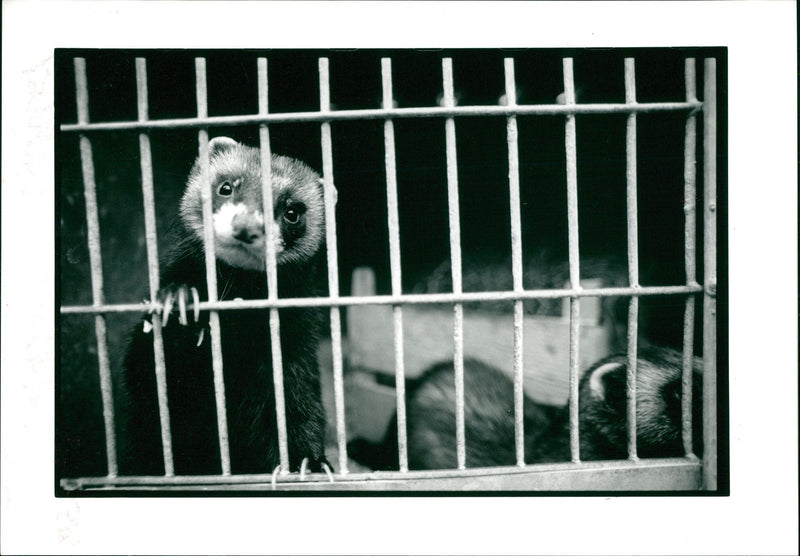 European polecat Animal - Vintage Photograph