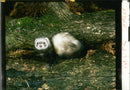 European polecat Animal - Vintage Photograph