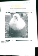 Albatross - Vintage Photograph